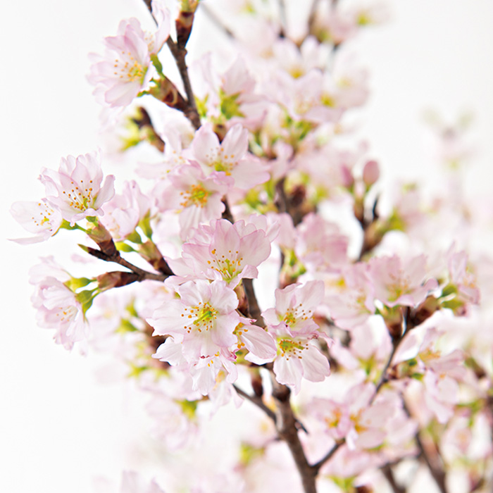 山形県産　啓翁桜