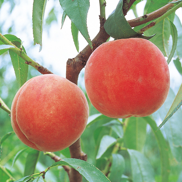 山形県産　あかつき　２ｋｇ（お届けは８月５日～８月２０日）