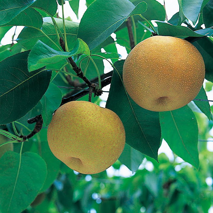 千葉県市川市産 豊水梨 ３ｋｇ（お届けは８月２７日～９月１０日）