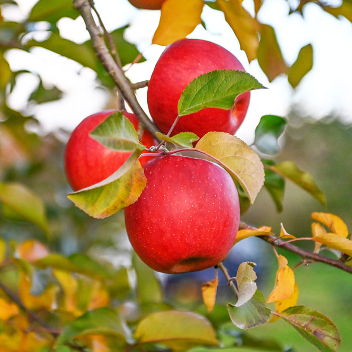 【お試しＰＲＩＣＥ】山形県米沢市産 紅玉りんご ２ｋｇ（お届けは１０月１日～１０月３１日）