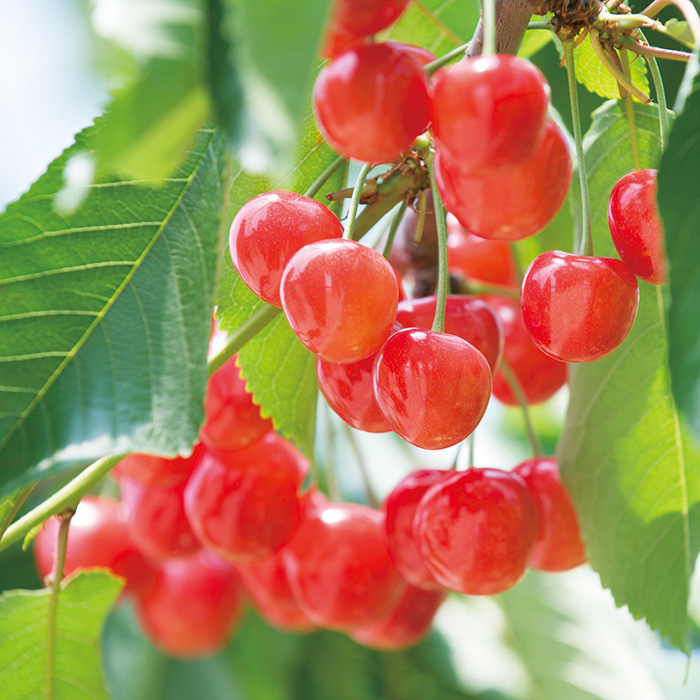 山形県産　さくらんぼ（紅姫）（お届けは７月１５日～８月１３日）