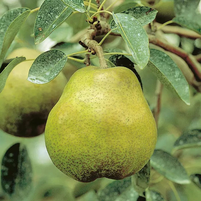 山形県高畠町三条目産 ラ・フランス 2kg