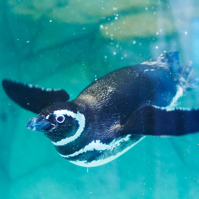 東京 品川 しながわ水族館 水族館 ペア入館券 体験ギフト リンベル カタログギフトのリンベル 公式